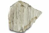 Petrified Wood Section with Sparkling Quartz - Arizona #305432-2